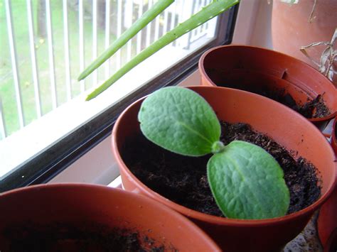 Butternut Squash | NC State Extension