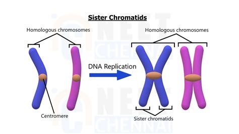 Difference Between Sister Chromatid and Non Sister Chromatid - Neet Chennai