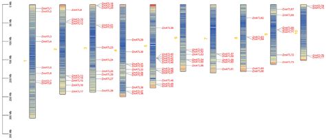 Genome-Wide Identification and Functional Analysis of the Genes of the ...