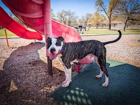 OKC Animal Welfare | Oklahoma City OK