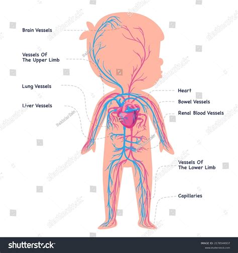 Cardiovascular System 的图像结果