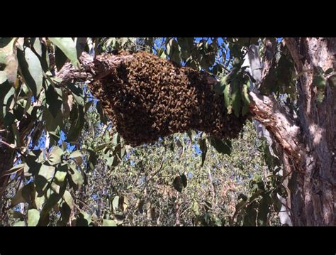 Image result for Spring Beekeeping