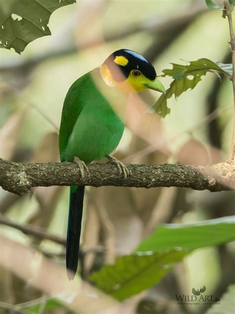 Long-tailed Broadbill | Broadbills (Eurylaimidae) | Gallery | WildArt ...