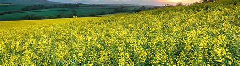 Mustard | Corteva Agriscience