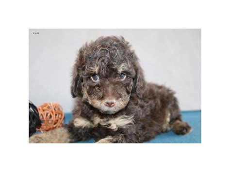 Image result for F1B Cockapoo