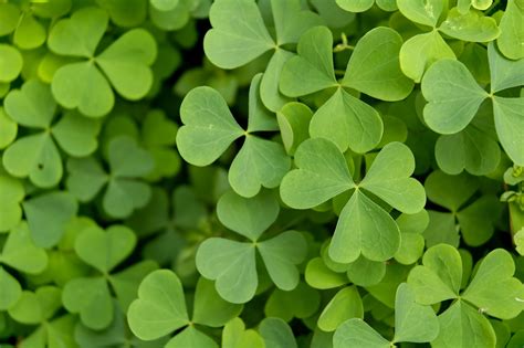 Clover Wallpaper - WallpaperSafari