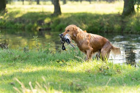 Golden Retriever Prey Drive: Myths, Realities, and Tips for Owners