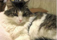 cat hair abcs of animal world the 26 most beautiful and prolific cat hair abcs of animal world the 26 most beautiful and prolific