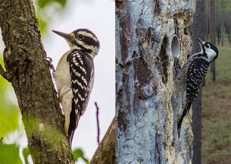 RCW and Hairy Woodpecker Comparison | FWS.gov