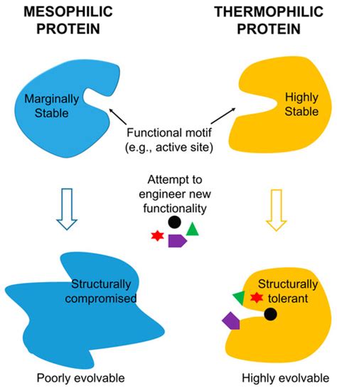 Microorganisms | Special Issue : Thermophiles and Thermozymes