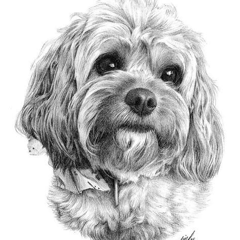 Image result for Cockapoo Drawing Formal Portrait
