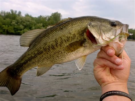🔥 [76+] Largemouth Bass Wallpapers | WallpaperSafari