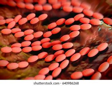 Acetobacter Isolation Process Image 的图像结果