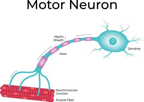 Image result for Motor Neuron Function