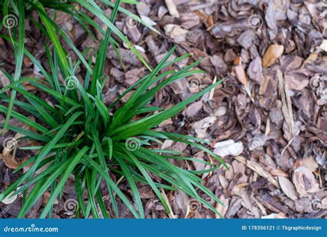 Liriope Muscari the Big Blue Monkey Grass Also Known As Lily Turf Stock ...