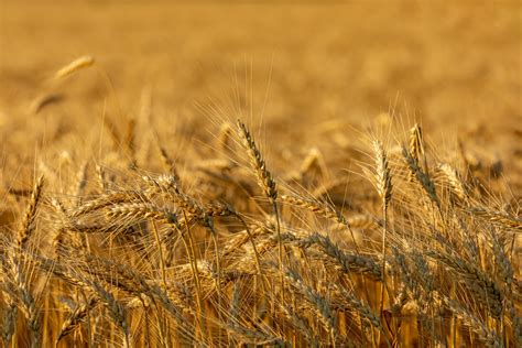 DISCOUNT SCHEDULES — United Quality Cooperative