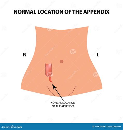 Location Of The Gastrointestinal Tract In The Body, The Human Digestive System Royalty-Free ...