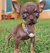 Image result for Tiniest Teacup Dogs Breeds