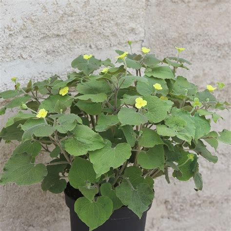 Buy upright wild ginger Saruma henryi: Delivery by Waitrose Garden