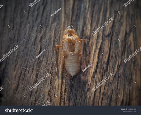 Image result for Empty Cicada Shell