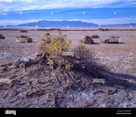 Amargosa Valley arid landscape, Nevada, United States of America Stock ...