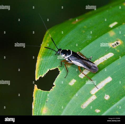 Insect Costa Rica Stock Photo - Alamy