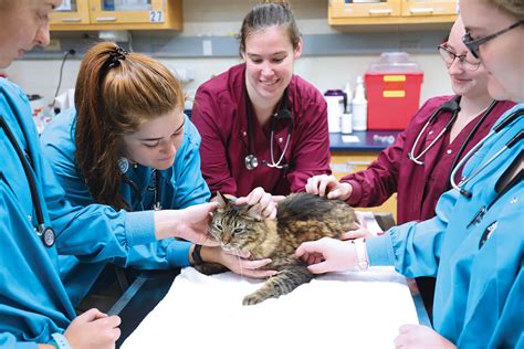 What Animals Do Vet Nurses Work With at Jessica Dell blog