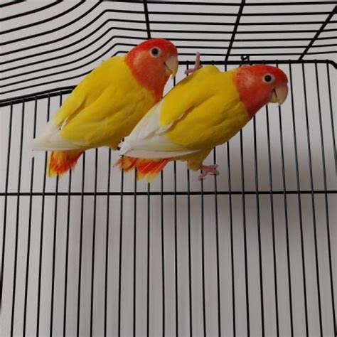 Image result for Elevage Inseparable Conseils