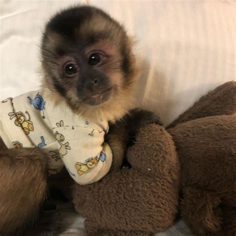 Capuchins Monkey Animals For Sale | Chicago, IL #340977