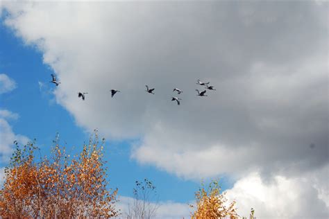 为什么大雁飞行的时候要排队 - 科普乐园 - 哈尔滨北方森林动物园