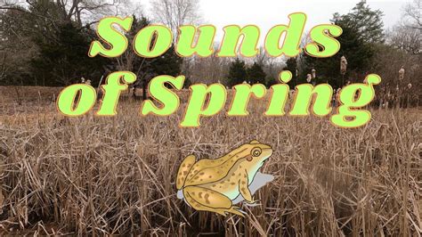 Image result for Sound of Spring