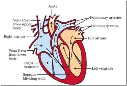 Draw a labelled diagram of sectional view of human heart - Brainly.in