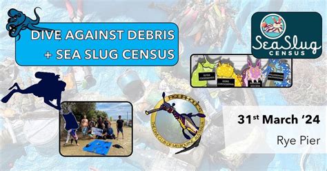 Dive Against Debris & Sea Slug Census - Rye Pier, Rye Pier, Sorrento ...
