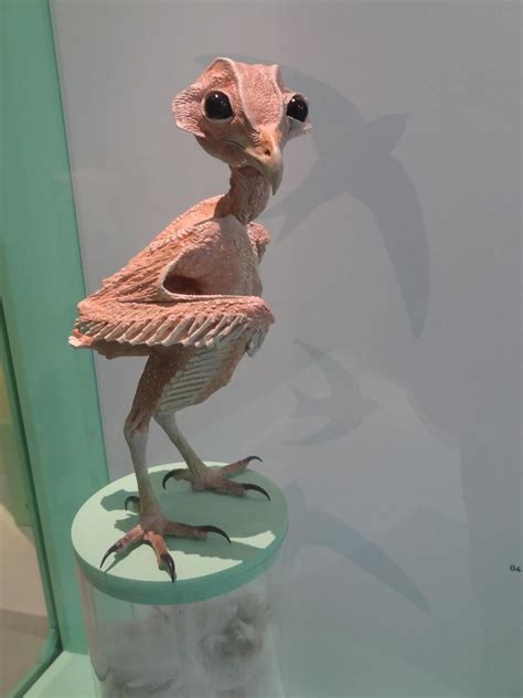 This is what owls look like without feather : r/oddlyterrifying