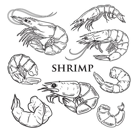 Shrimp Clip Art Black And White