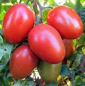 MKR Enterprises Tomato Seed Price in India - Buy MKR Enterprises Tomato ...
