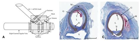 Biomolecules | Special Issue : Novel Materials for Biomedical Applications