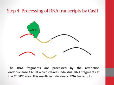 Image result for CRISPR Tutorial