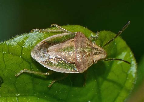 Insect Pests