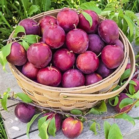TAPOBON Plum Red Aloo Bukhara Variety Fruit (Air Layering/Grafted) Live ...