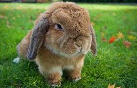 Image result for Cage for a Holland Lop