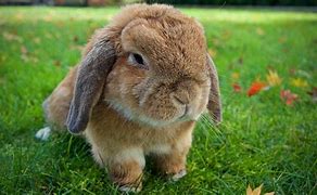 Image result for Black and White Dutch Rabbit