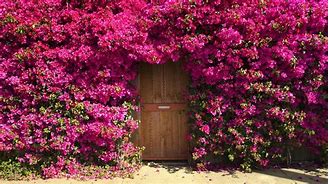 Image result for Best Pink Climbing Rose
