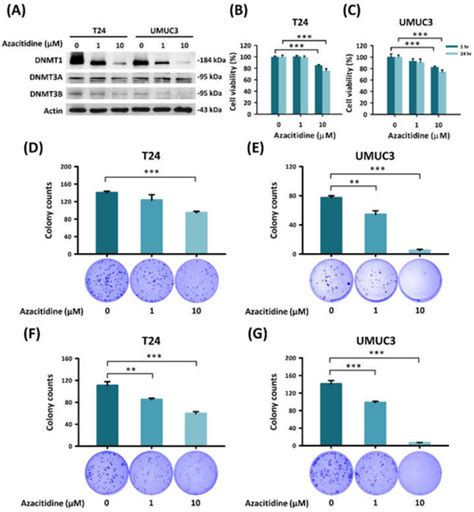Intravesical Instillation of Azacitidine Suppresses Tumor Formation ...