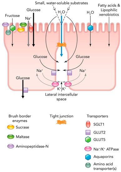 Sugar Metabolism in Hummingbirds and Nectar Bats