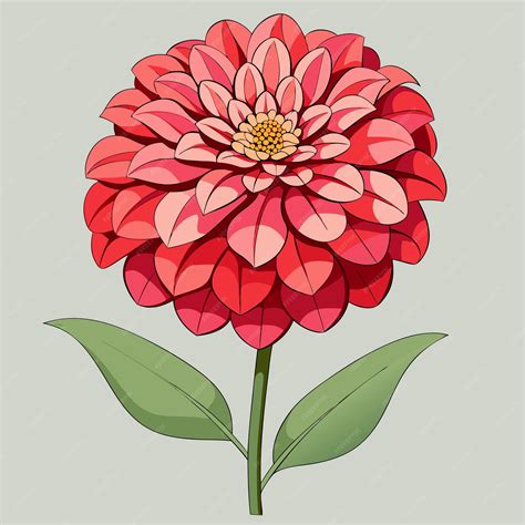 Illustration Of Zinnias