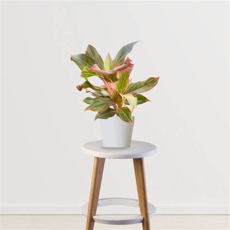 Aglaonema Red Plant – Gardengram
