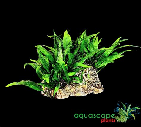 Image result for How to Glue Java Fern to Rocks