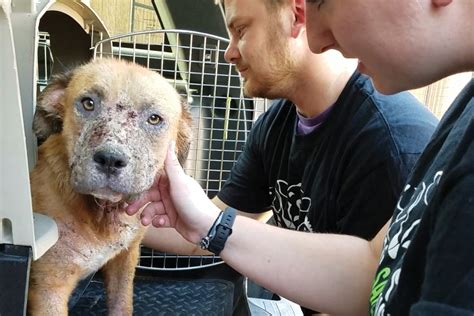 Image result for Dogs Getting Abused