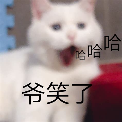 哈哈 爷笑了 - 一组猫咪表情包系列_喵星人表情 - 发表情 - fabiaoqing.com